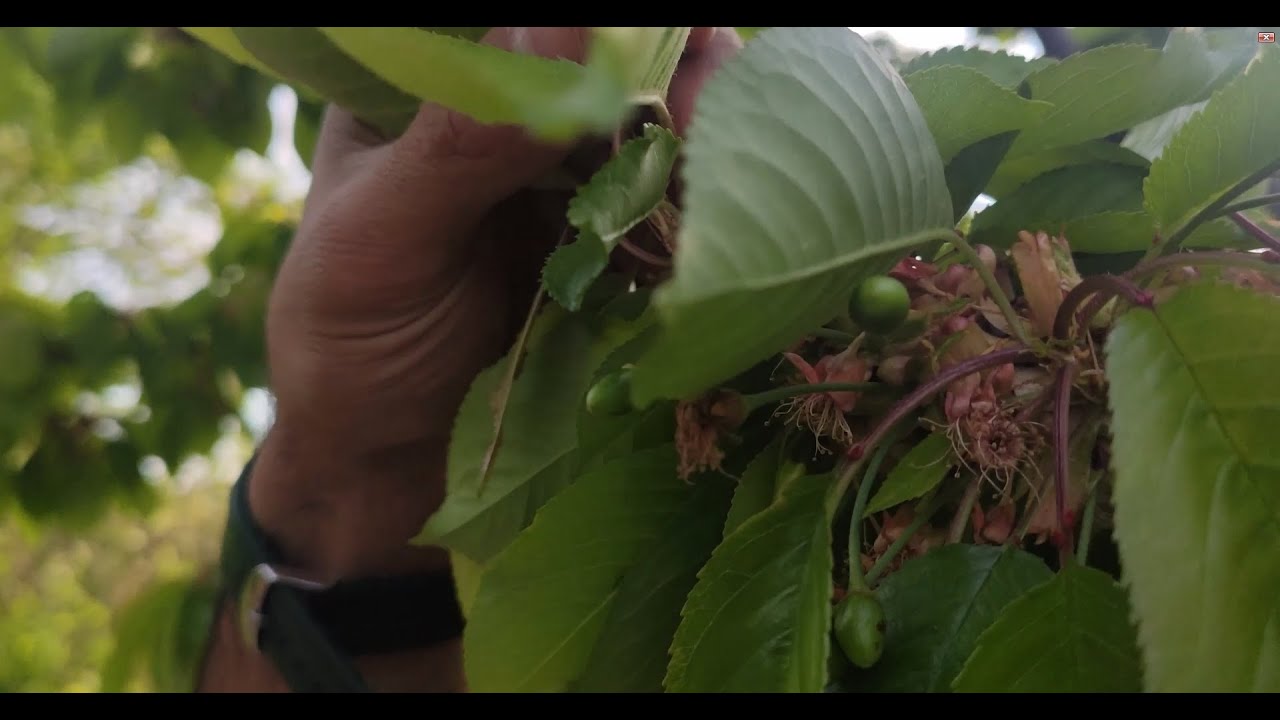 Kiraz ağacı ilaçlama zamanı | Yeni meyveye dönmüş kiraz ağacına hangi ilaçlar yapılır?