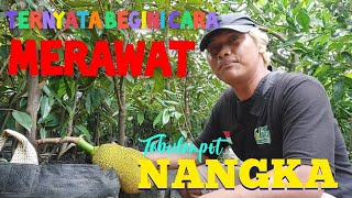 Tabulampot Nangka #nangkamadu #tabulampot