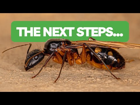 What To Do After Catching Your First Queen Ant BRUMA Ants