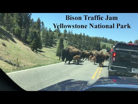 Bison Traffic Jam in Yellowstone National Park May 30, 2021 - YouTube