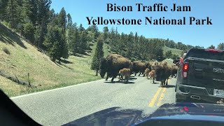 Bison Traffic Jam in Yellowstone National Park May 30, 2021