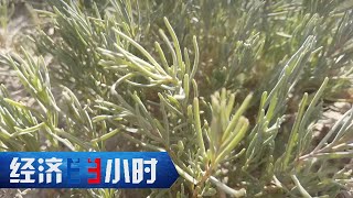 这种野草竟是吃盐大户！每亩可带走400到500公斤盐分，盐碱地有望变良田 「经济半小时」20230703 | 财经风云