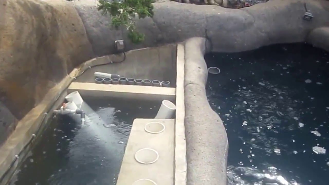 Sirkulasi Kolam Koi - YouTube