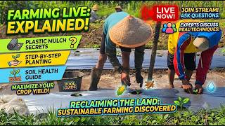 Smart Farmer's Seedling Planting Process Using Plastic Mulch | Farming Guide