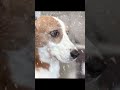 なぜか韓国ドラマ感が出てしまう愛犬#beagle #ビーグル #いぬのいる生活 #dog