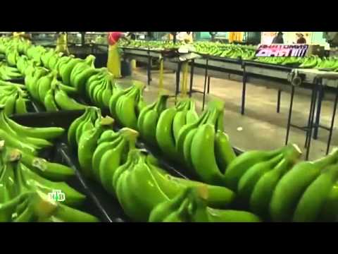 «Панамская болезнь» может привести к полному исчезновению бананов