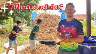 วิธีการทำเปลือกมันล้างหมักยีสต์ อาหารเสริมเพิ่มโปรตีนให้วัว