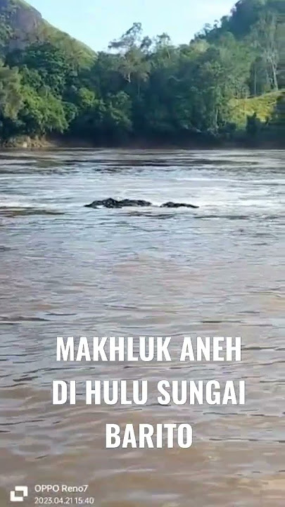 Muncul Makhluk Aneh Dari Dasar Sungai Barito,  Murung Raya, Kalteng