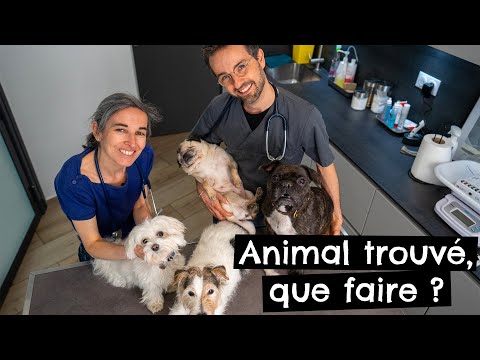 Vidéo: Que Faire De L'animal Trouvé