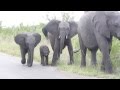 Baby Elephant struggling with this long thing on his face... Cuteness overload!!