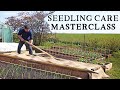 How to Look After Your Vegetable Seedlings for Big Harvests