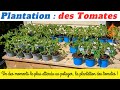 Potager  plantation des tomates avec une grande incertitude niveau mto  