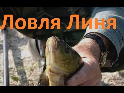 на что ловят линя в мае на что ловят линя в мае