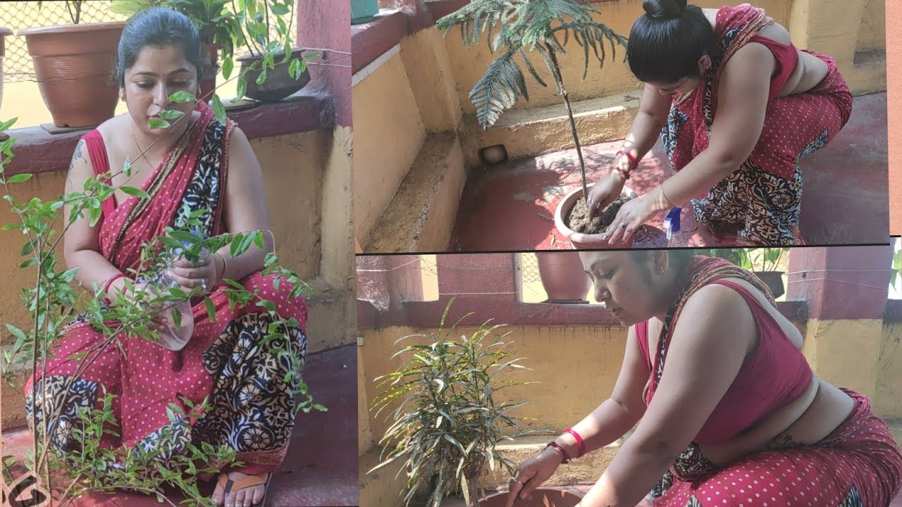 অনেকদিন পরে আজকে একটু গাছের পরিচর্চা করলাম//How to take care of terrace garden??