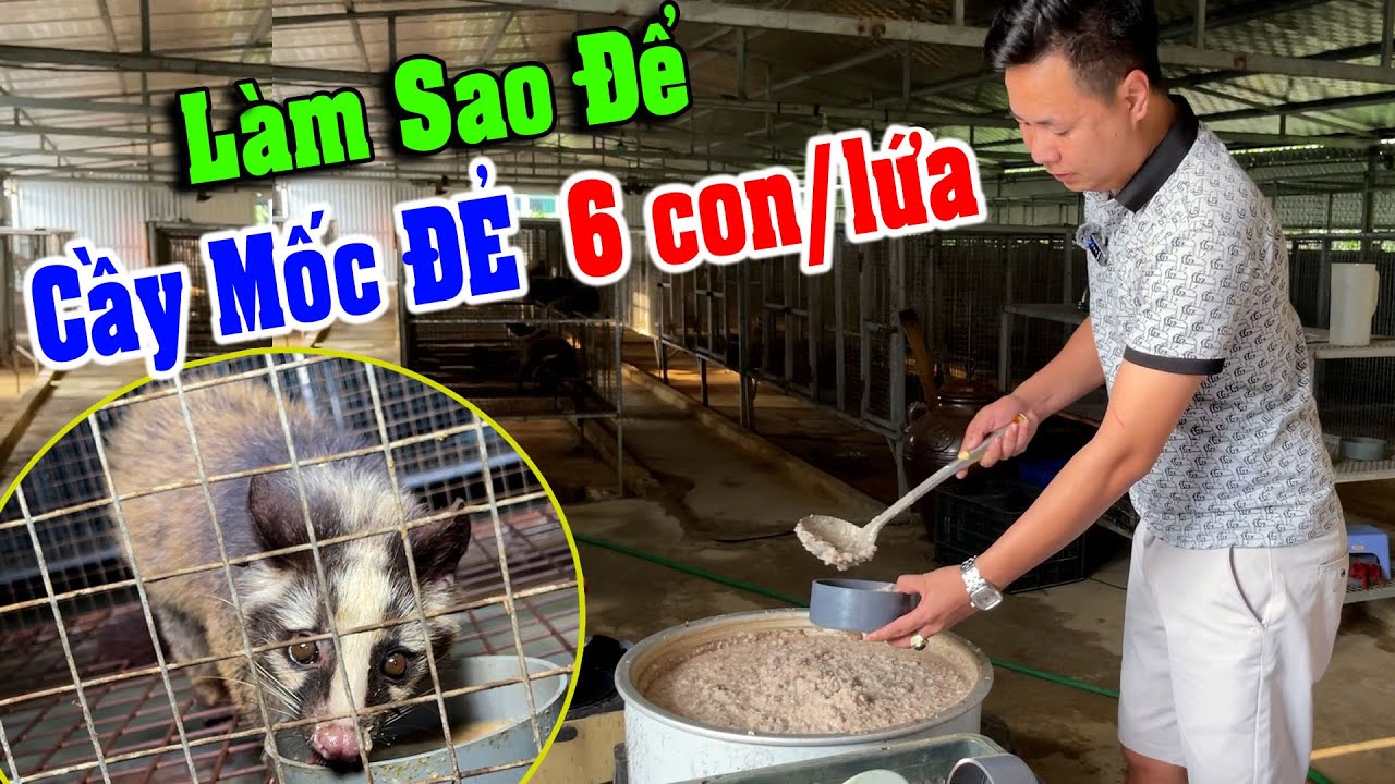 Làm Sao Để Chăn Nuôi Chồn Mốc Sinh Sản Thành Công. Cách Ghép Đôi Cho ...