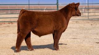 Taylor-Henson 552