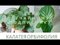 РОЗЫГРЫШ  на канале!Нас уже 200. Калатея Орбифолия случайному подписчику!