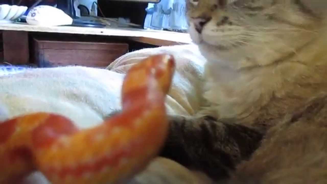 reptiles en ligne Spike The Snake Meets Deffer The Cat