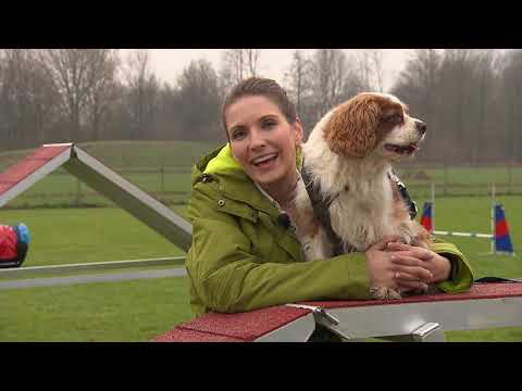 Video: Basisprincipes Van Behendigheid Bij Honden