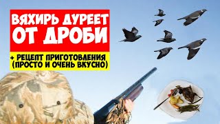 Вяхирь дуреет от дроби и падает камнем  Охота на вяхиря и рецепт приготовления