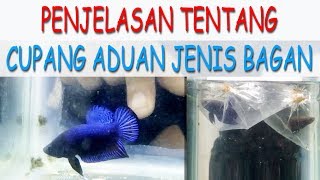 Cara memilih Ikan Cupang aduan BAGAN yang berkualitas.