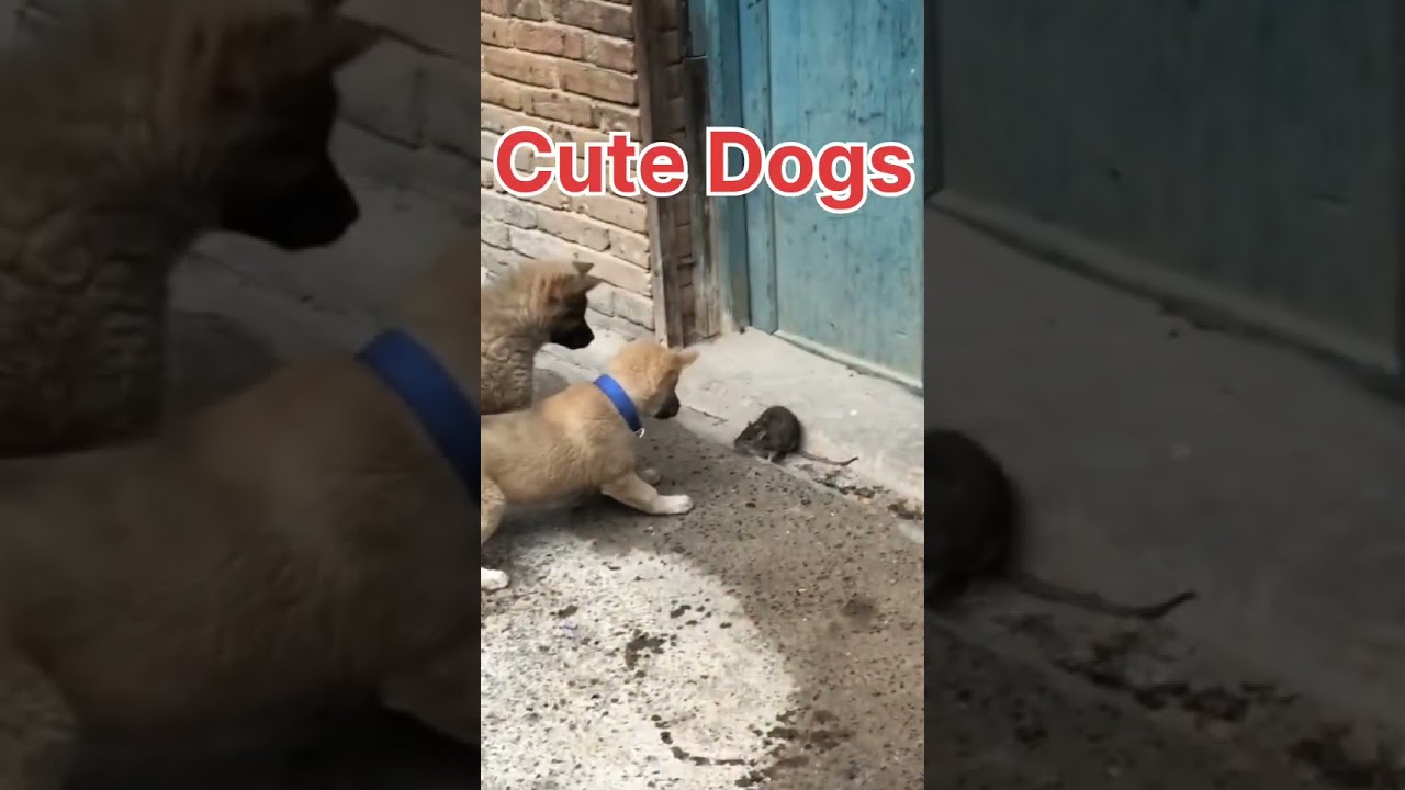 most dangerous and cute dogs 