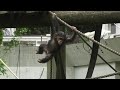 I love climbing! by Dill 　ロープ登り大好きだよ！ディル　Chimpanzee  Tama Zoological Park