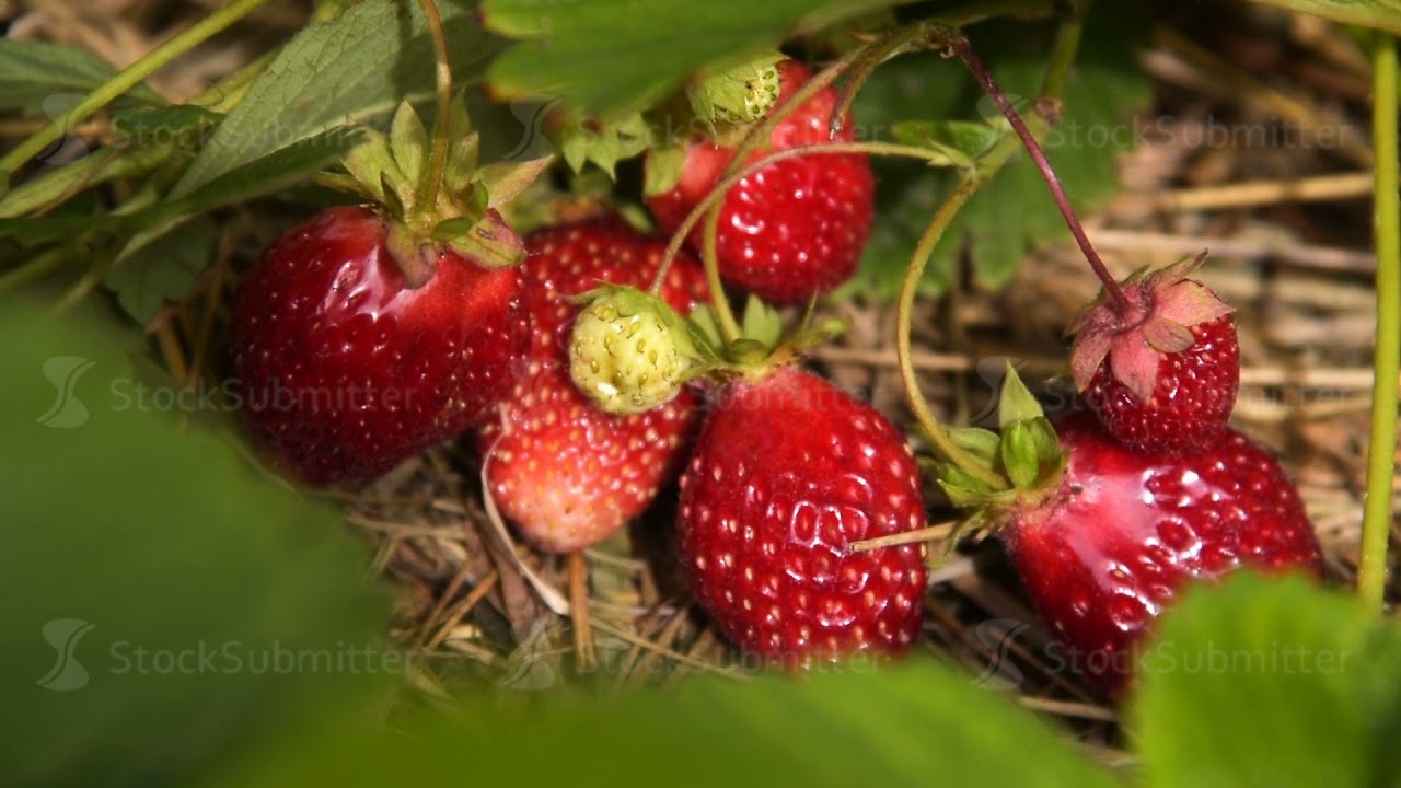 Close-up shot of strawberry plant with ripe red berries - YouTube