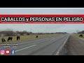 TOMEMOS CONCIENCIA DE NUESTROS CABALLOS QUE PUEDEN PRODUCIR UN ACCIDENTE