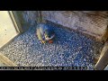 Cal falcons archie meets rolls enfluffles  sings  to first egg  2024 mar 16