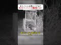 子イノシシは罠にハマる？大人のイノシシの警戒心とは！ #動物の知恵 #野生の生活 #罠から逃れる #生態観察 #自然と共生