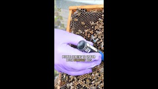 Buy Queen Bees Online