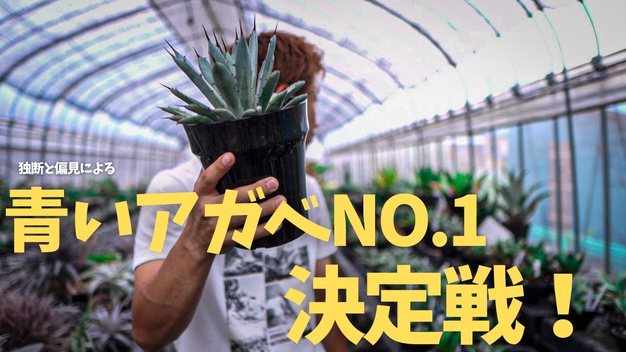 CATEGORY Agave | アガベ専門店 Heart plants. wtc2020-1 青葉 子株 アガベ