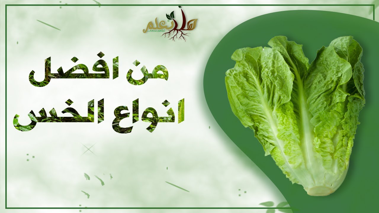 اجود انواع الخس في مصر (سوبر خس) | ابراهيم مكي