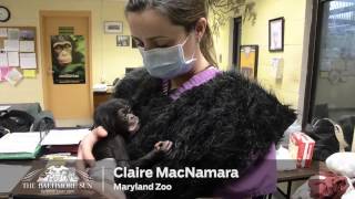 Baby Chimp Finds New Home in Tampa