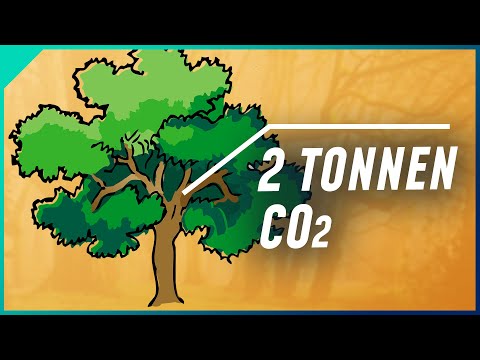 Video: Wann hören Bäume auf, Kohlenstoff zu binden?