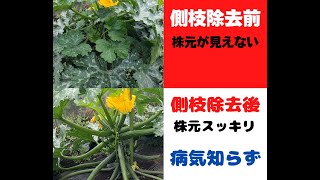 ズッキーニの側枝を除去して株元スッキリ