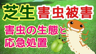 コガネムシ Youtube