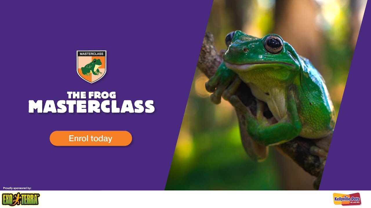 Catch a glimpse of the Frog Masterclass