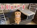 別れを悲しむ子猫、今までありがとう【短足マンチカン ひな子】