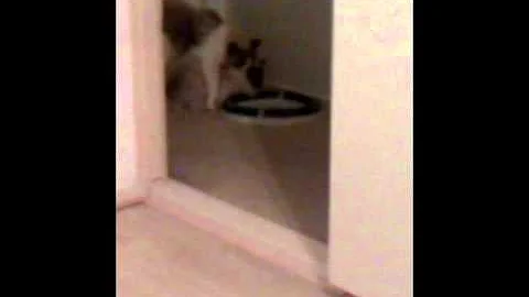 Watch the video about Cody - My Birman cat (11 months old)