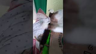 Soneca boa #gatos #shorts