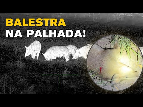 Hunting wild boar with a crossbow in the stubble!