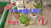簡単 アロエの植え替えと管理方法 おしゃれに Youtube 簡単 アロエの植え替えと管理方法 おしゃれに Youtube