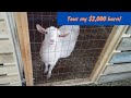 Tour of our incredible, expanding $2,000 goat barn!