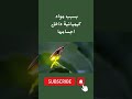 حشرة الذباب المضيء Shortsvideo Samirasmadi حقائق واسرار غرائب وعجائب