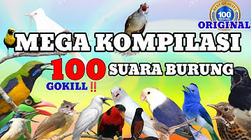 masteran kompilasi 100 suara burung kicau indonesia
