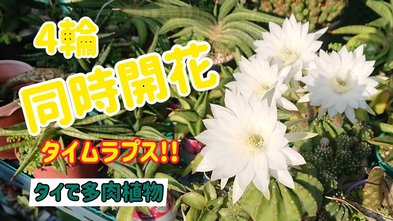Echinopsis] Four flowers blooming at the same time!!! Time-lapse