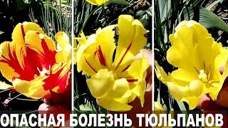 Почему тюльпаны меняют цвет.  Опасный вирус - пестролепестность тюльпанов