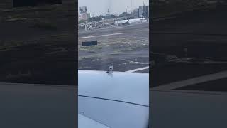 Pegion slides on wing of moving plane